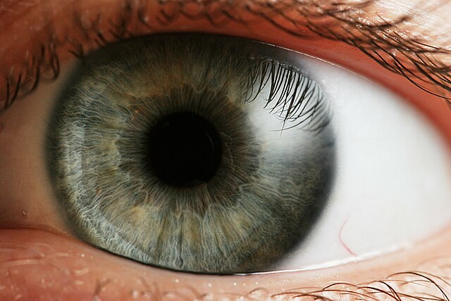 Human Eye
