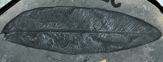 leaf fossil
